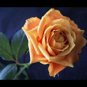 Meet your Posher, Robyn